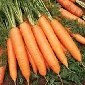 Бангор F1 - морква, 100 000 насіння (2,2-2,4 мм), Bejo Голландія фото, цiна